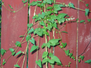 knot bindweed, black bindweed, ivy bindweed, climbing bindweed (Polygonum convolvulus)
